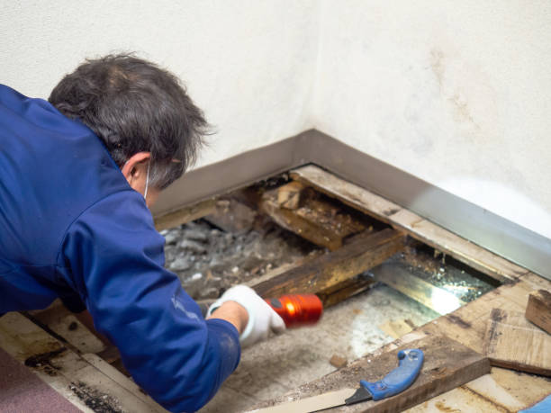 Attic Mold Removal in Waverly, IA