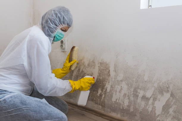 Mold Testing and Removal in Waverly, IA