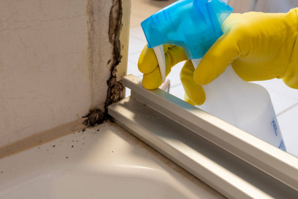Best Black Mold Removal  in Waverly, IA