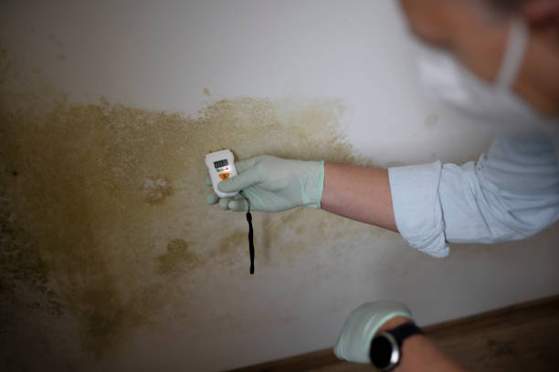 Best Mold Remediation Services  in Waverly, IA
