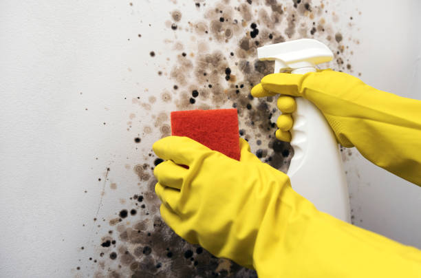 Mold Removal Process in Waverly, IA