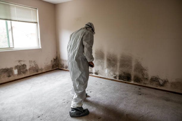 Best Black Mold Removal  in Waverly, IA