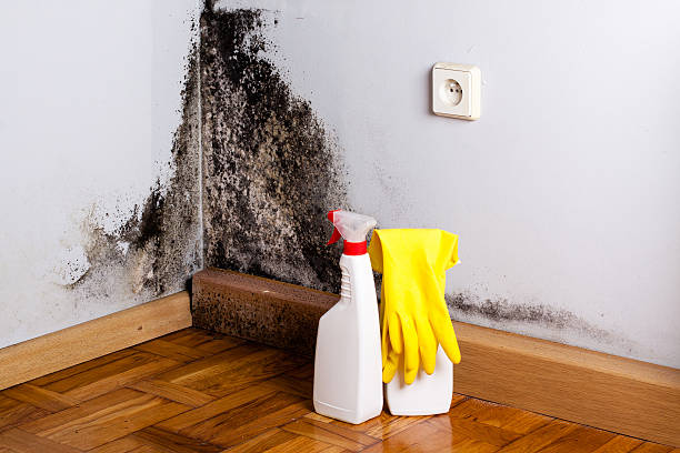 Best Affordable Mold Removal  in Waverly, IA
