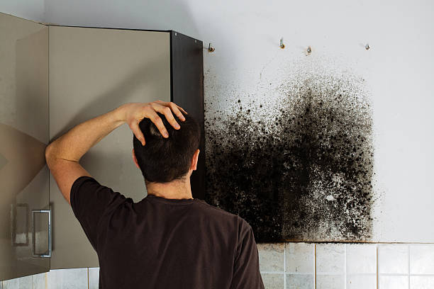 Best Fast Mold Removal  in Waverly, IA