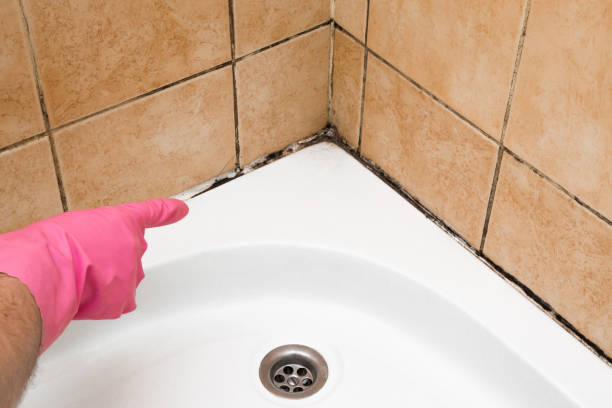 Best Professional Mold Removal  in Waverly, IA
